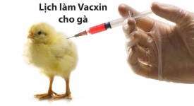 Lịch làm vacxin và cách làm vacxin cho gà tre tân châu