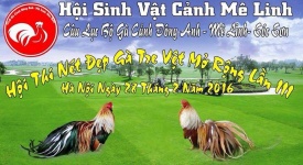 Cuộc thi nét đẹp gà tre Việt do CLB gà cảnh Đông Anh – Mê Linh – Sóc Sơn tổ chức
