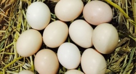 Cách bảo quản trứng gà tre tân châu và những sai lầm anh em thường mắc phải